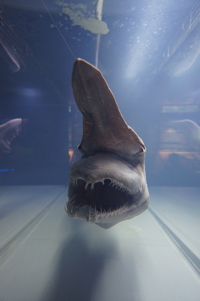 Ugly Goblin Shark (Mitsukurina owstoni) in an aquarium