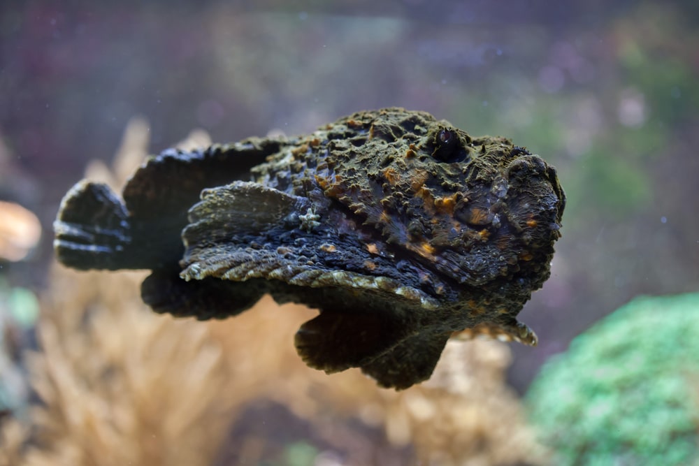 Ugly Stonefish (Synanceia verrucosa) swimming in the ocean