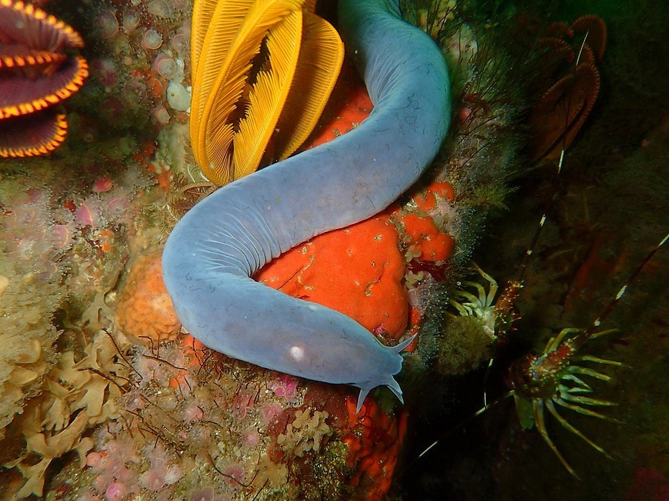 Ugly Hagfish (Eptatretus deani) crawling in the corals