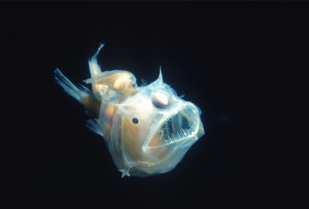 Ugly Anglerfish (Lophiiformes) in the deep dark ocean