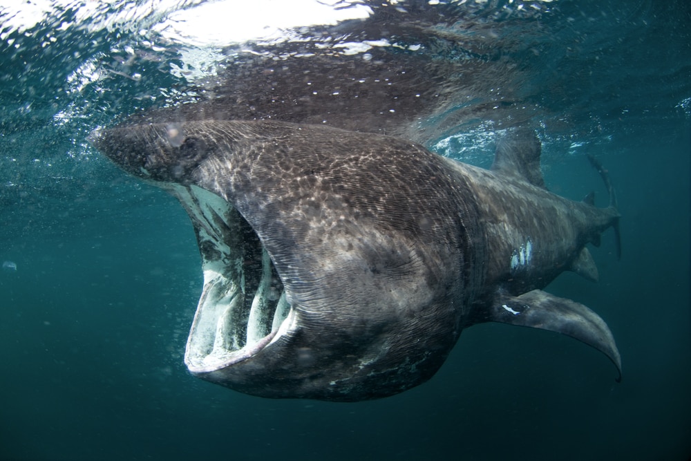 Ugly Basking Shark (Cetorhinus maximus) opening its mouth