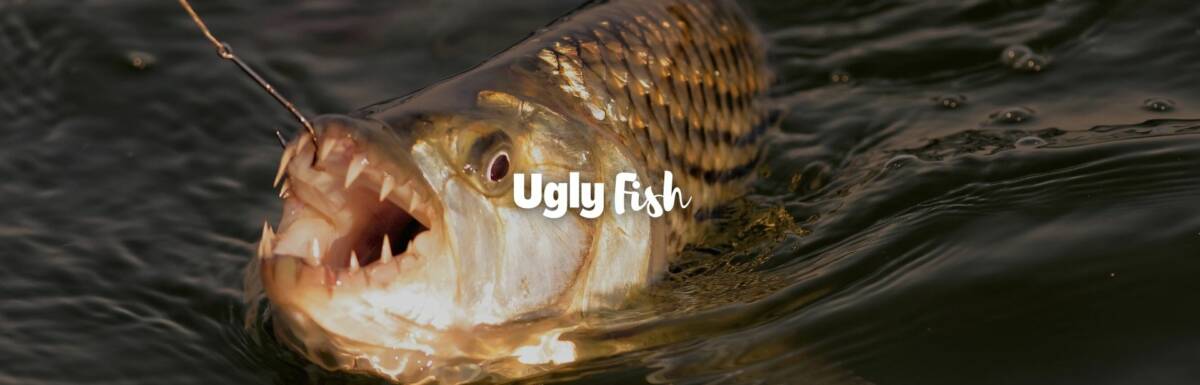 Ugly fish featured image