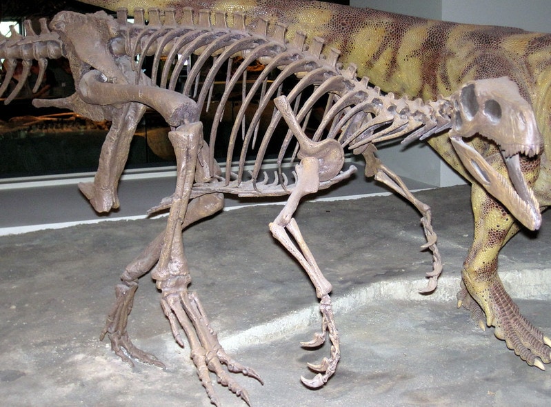 Skeleton display of a Herrerasaurus in a museum