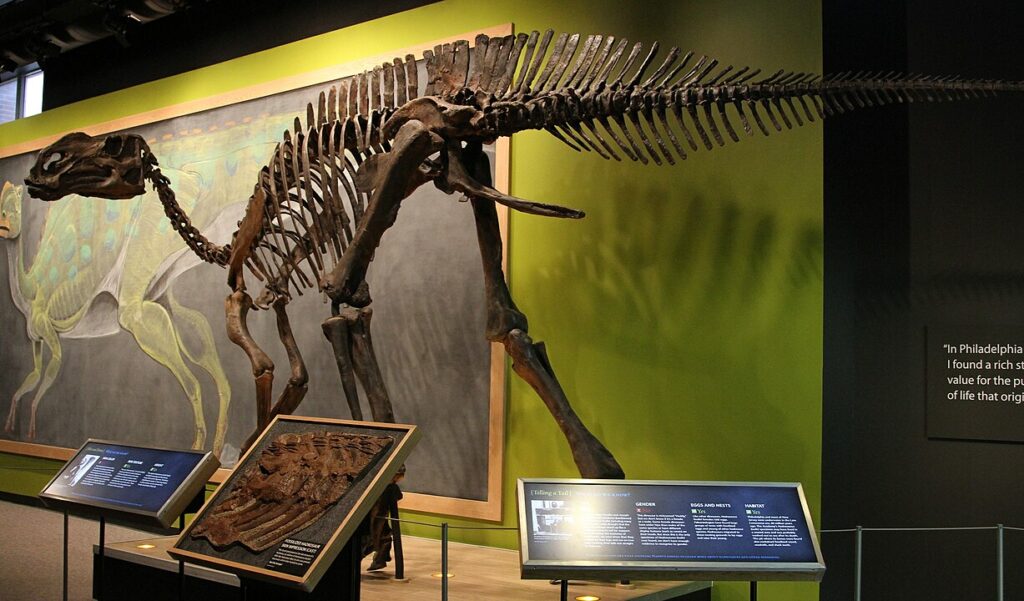 Bones of the Hadrosaurus foulkii inside a museum