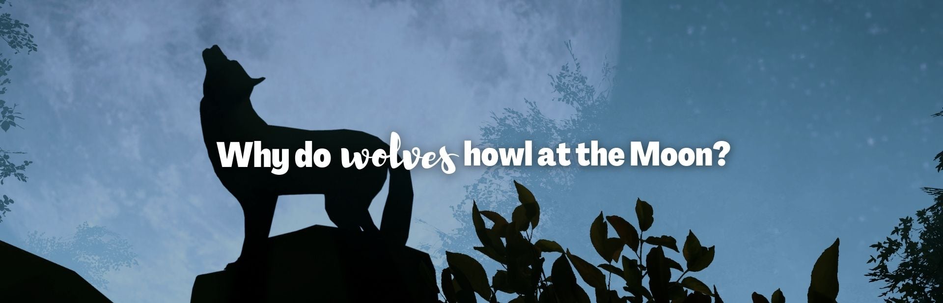 Why Do Wolves Howl at the Moon? Debunking the Myth & Exploration into Wolf Behavior