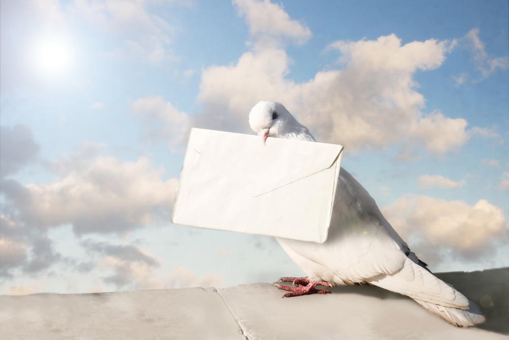 White pigeon holding an envelope