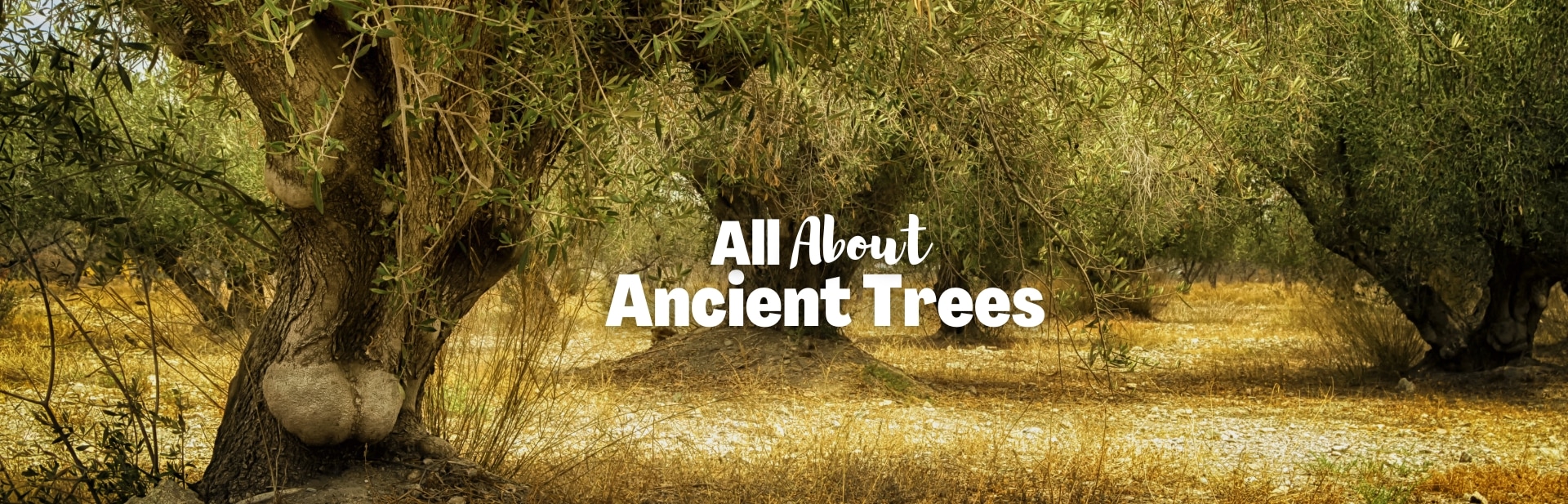 Ancient Trees: Unveiling the Mysteries of The Living Relics of Our Natural History
