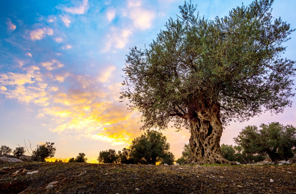 old olive tree and sunset clouds