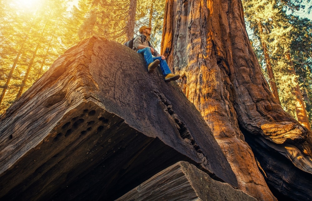 a hiker sitting at a fallen giant sequoia log