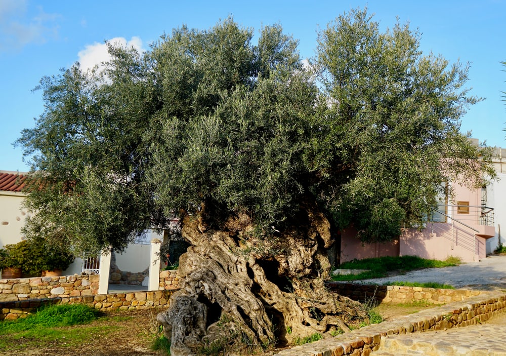 3000 year old olive tree in Ano Vouves close to Chania in Crete