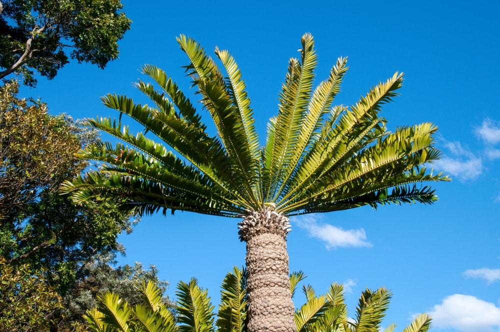 looking up to canopy of an eastern cape giant cycad