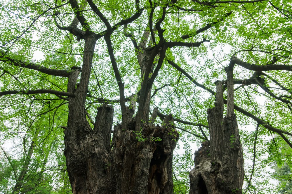 an old gingko tree trunk during spring