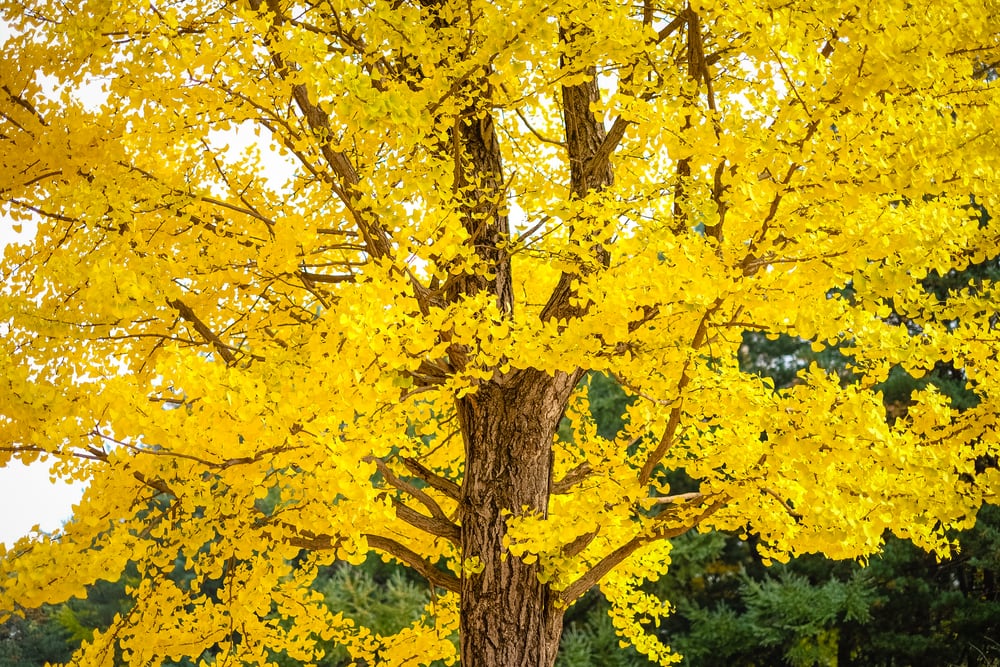 image of a maidenhair tree with yelow leaves