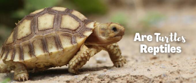 are turtles reptiles featured image