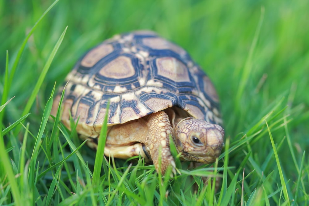 a Sulcata turtles walking on grass