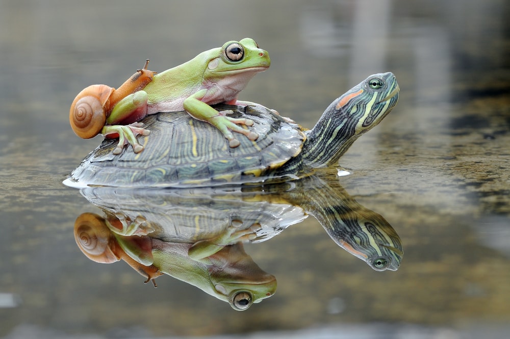 a turtle, a frog, and a snail on a pond
