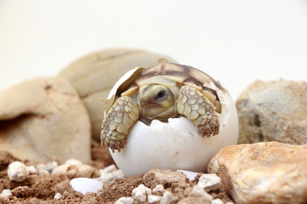 a newly hatched tortoise in its egg