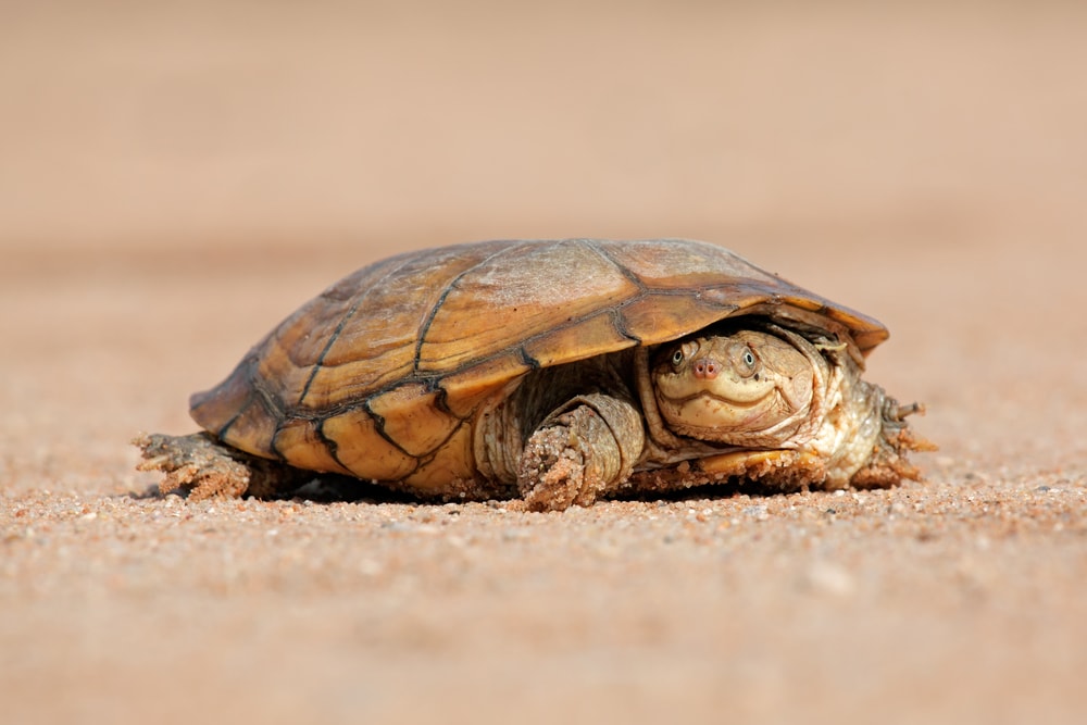 African sidenecked turtle or American helmeted turtle on the sand