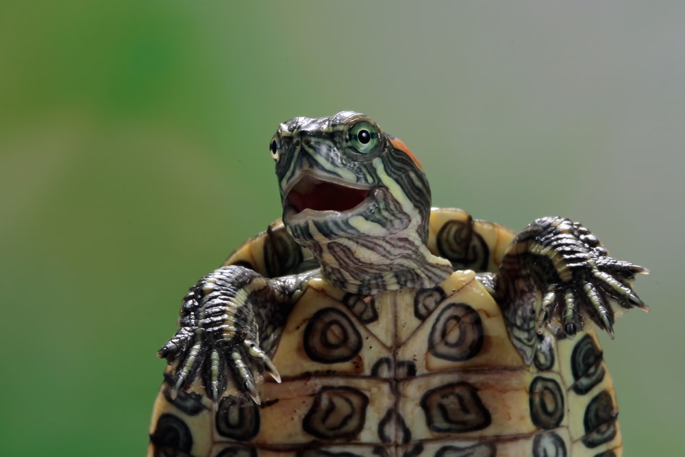 a Brazilian turtle smiliing