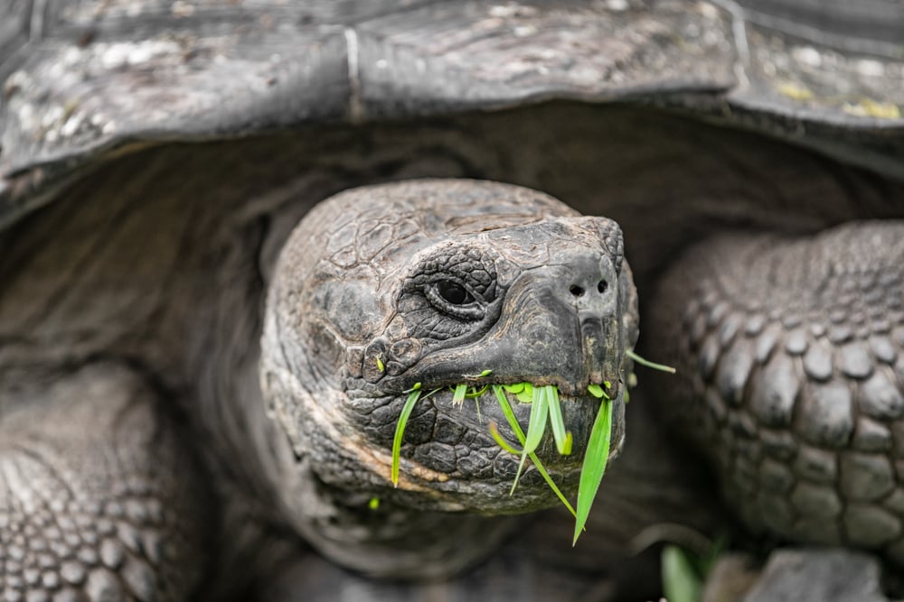 close up of a Galapagos giant tortoise feeding on a grass