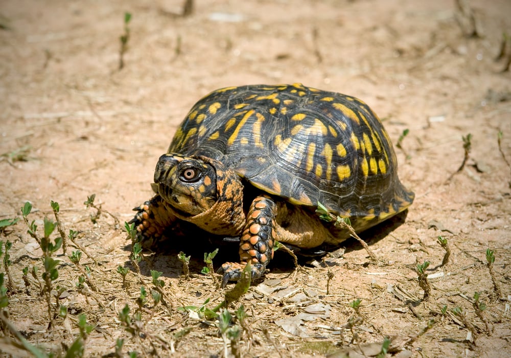 a North American box turtle on a cracked land
