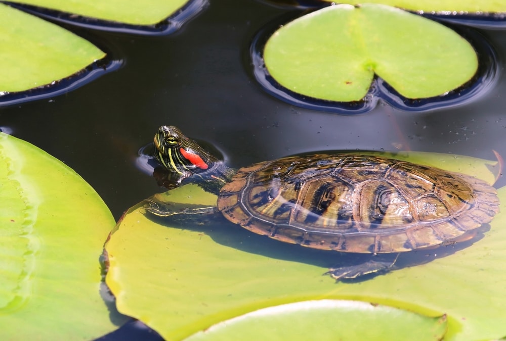 a red eared slider sitting on top of a waterlily