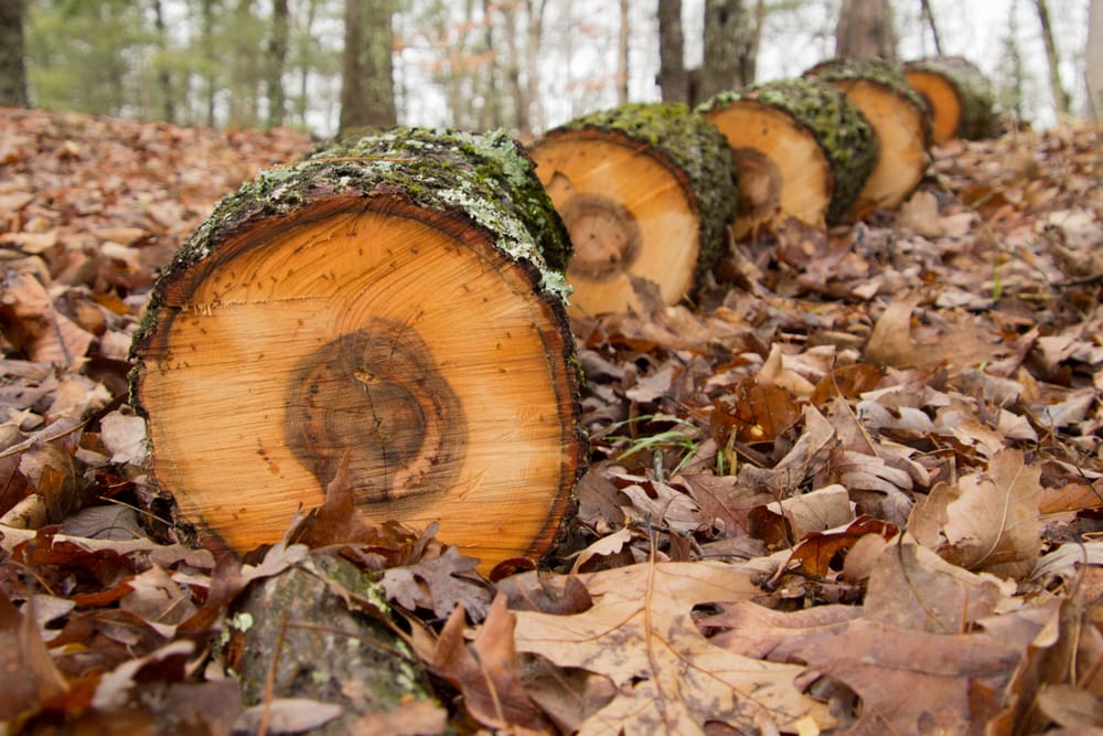 chopped log of a hickory tree