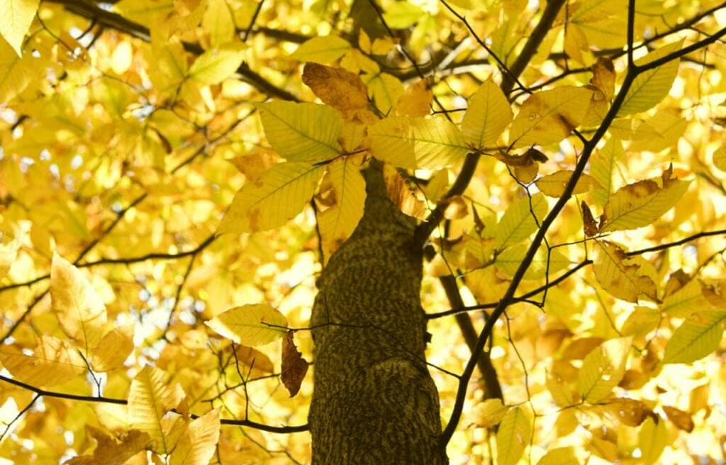 view of the Autumn foliage of an American beech tree