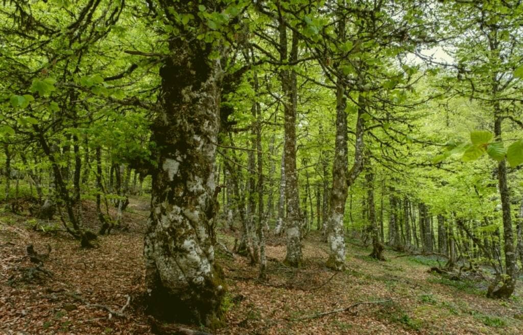 Spring foliage of a European beech tree in a forest