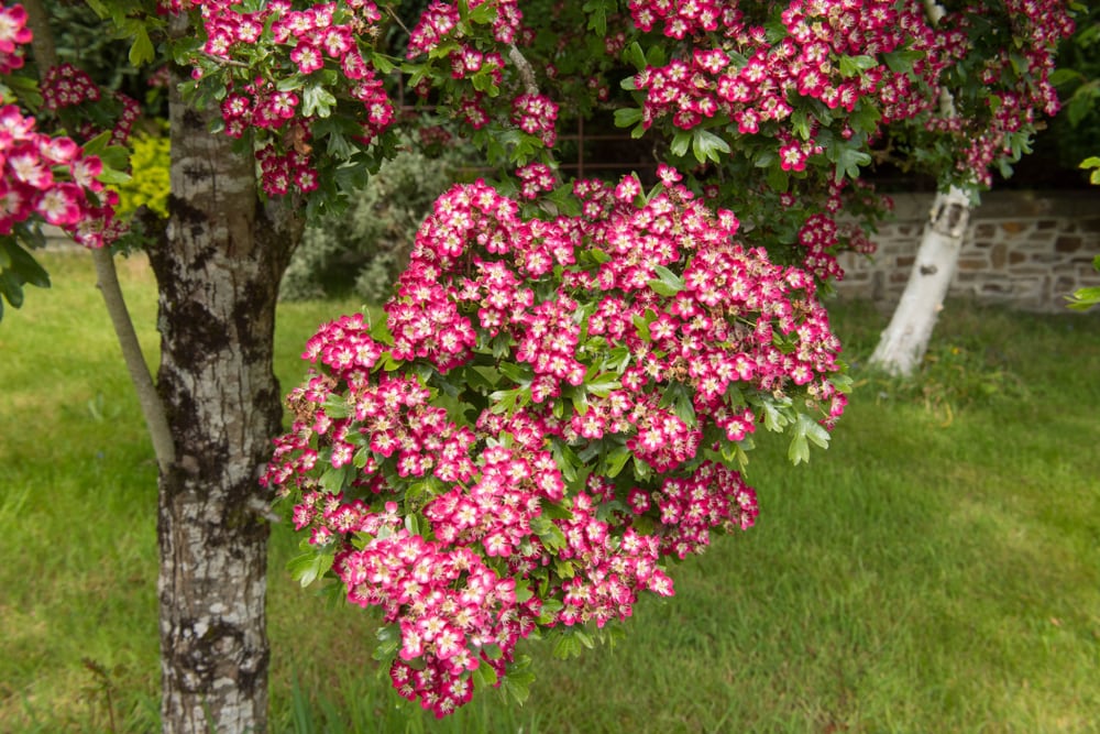pink and white flowers blossoming in a hawthorn tree