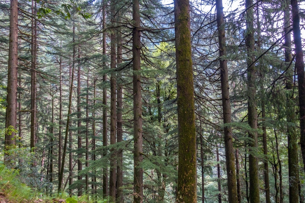 Himalayan cedar trees in a forest