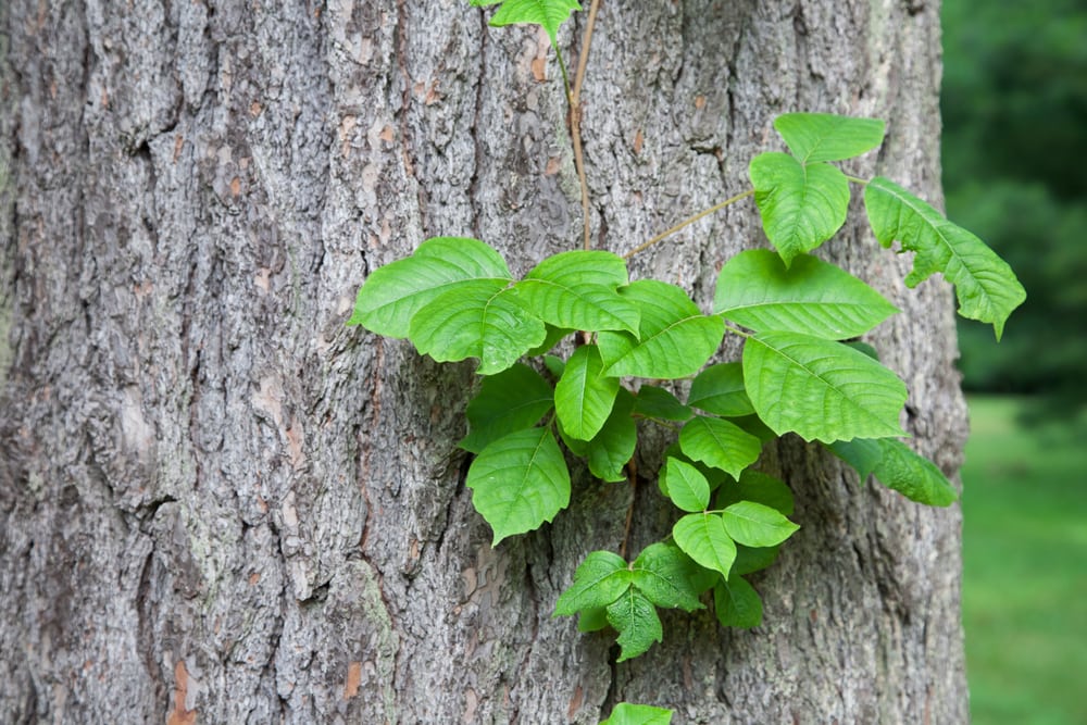 poison ivy growing on a tree bark