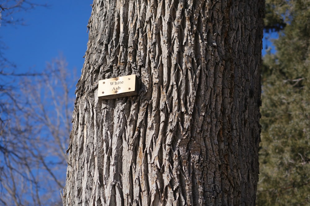 labeled bark of a white ash tree