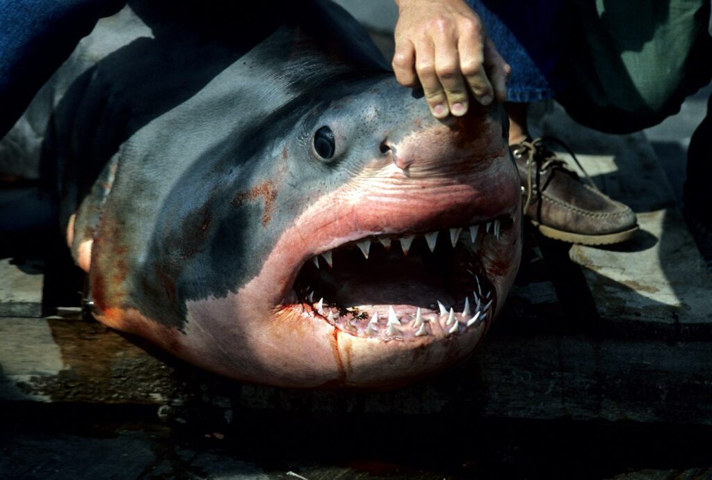 a great white shark captured by fishermen
