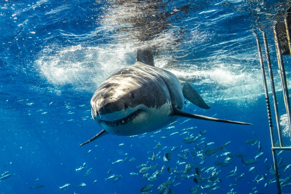underwater image of a great white shark