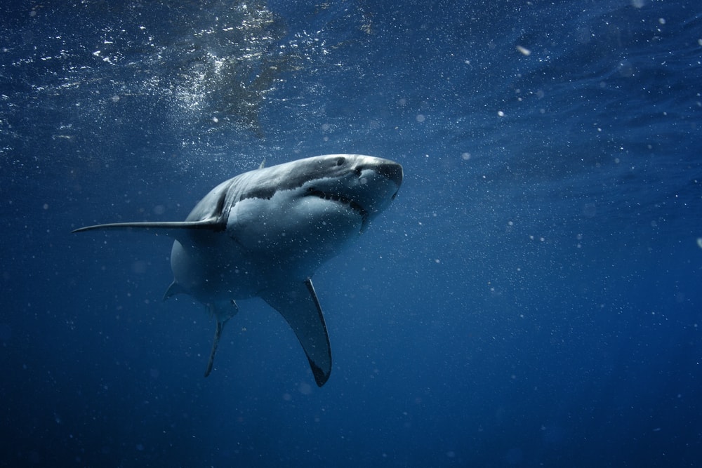 great white shark in an underwater shot
