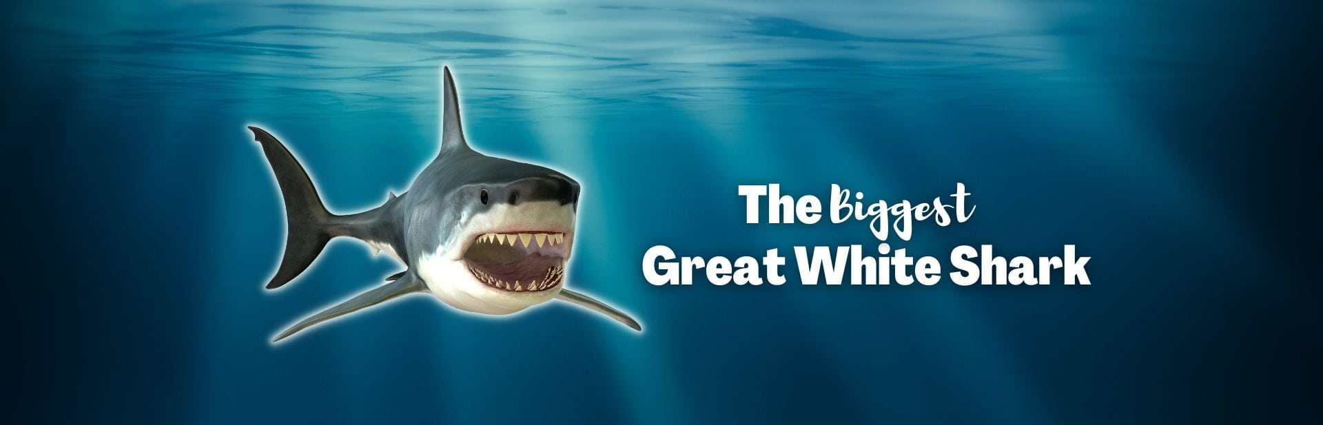 The Sea’s Most Infamous Predator: What’s the Biggest Great White Shark Ever Recorded?