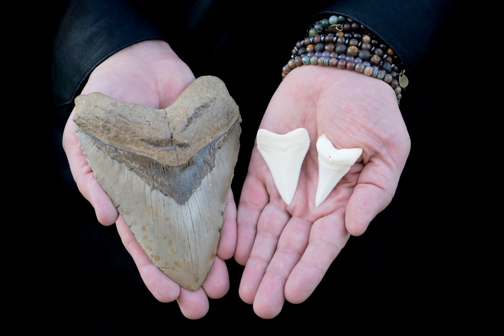 size comparison of a tooth of megalodon vs a great white shark
