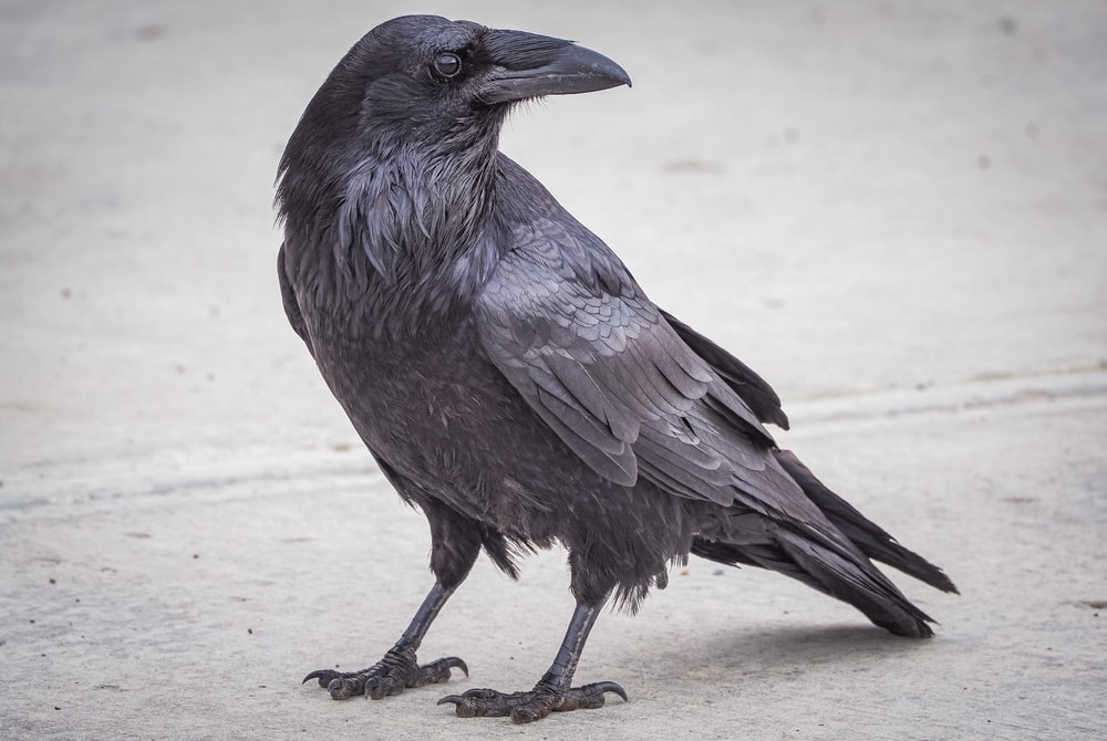 Raven standing on a concrete