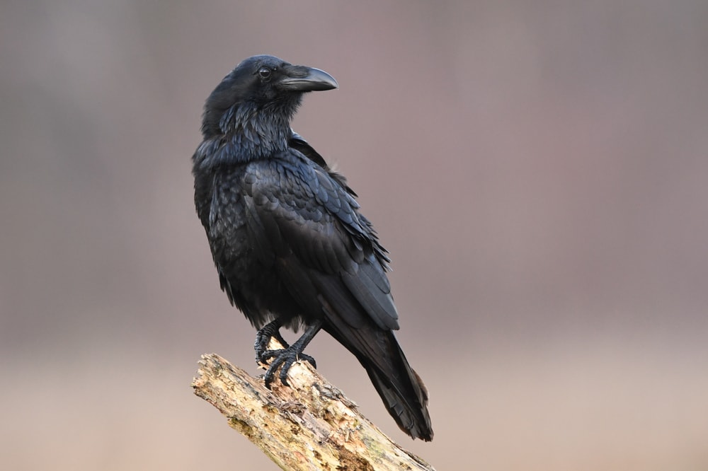 Raven on the tip of a broken wood