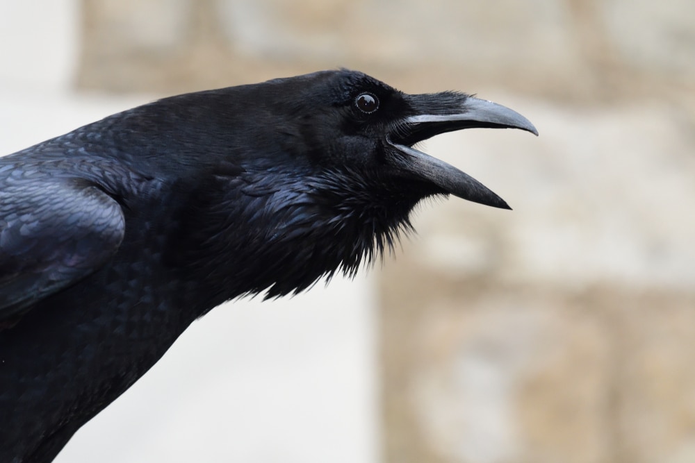 Close up shot of a raven's head