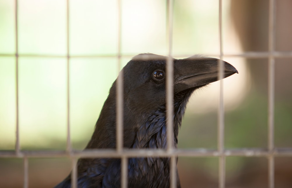 Raven inside a cage