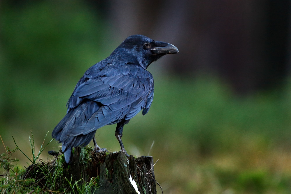 Raven standing on a cut bark