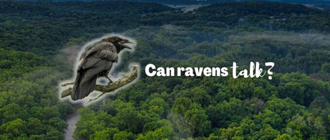 Can ravens talk featured image