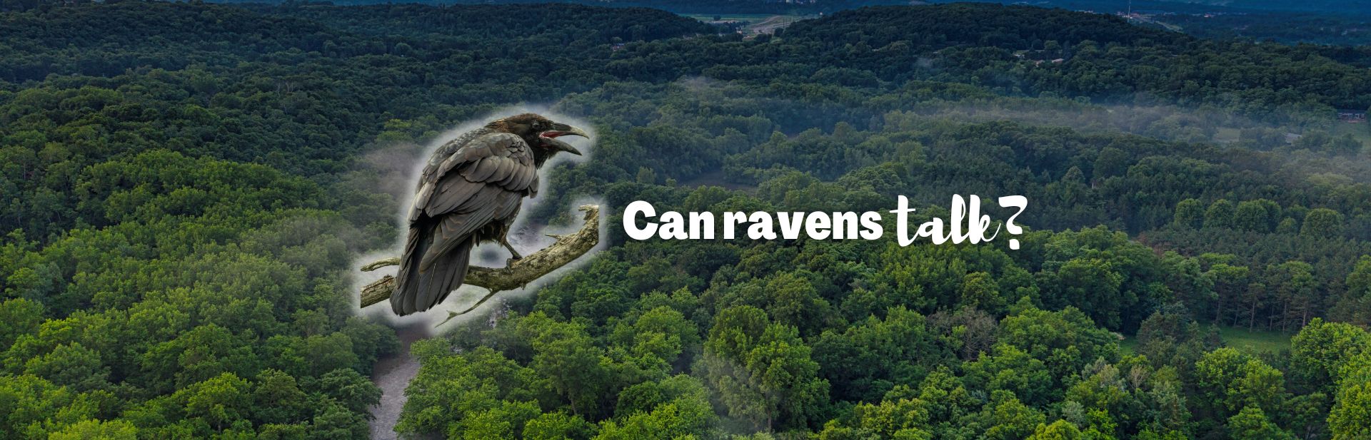 Can Ravens Talk? Exploring the Vocal Abilities of One of Nature’s Smartest Birds