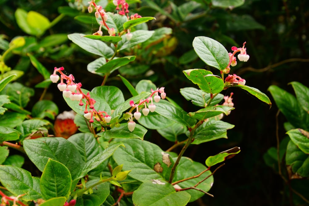 Salal with flower growing on it