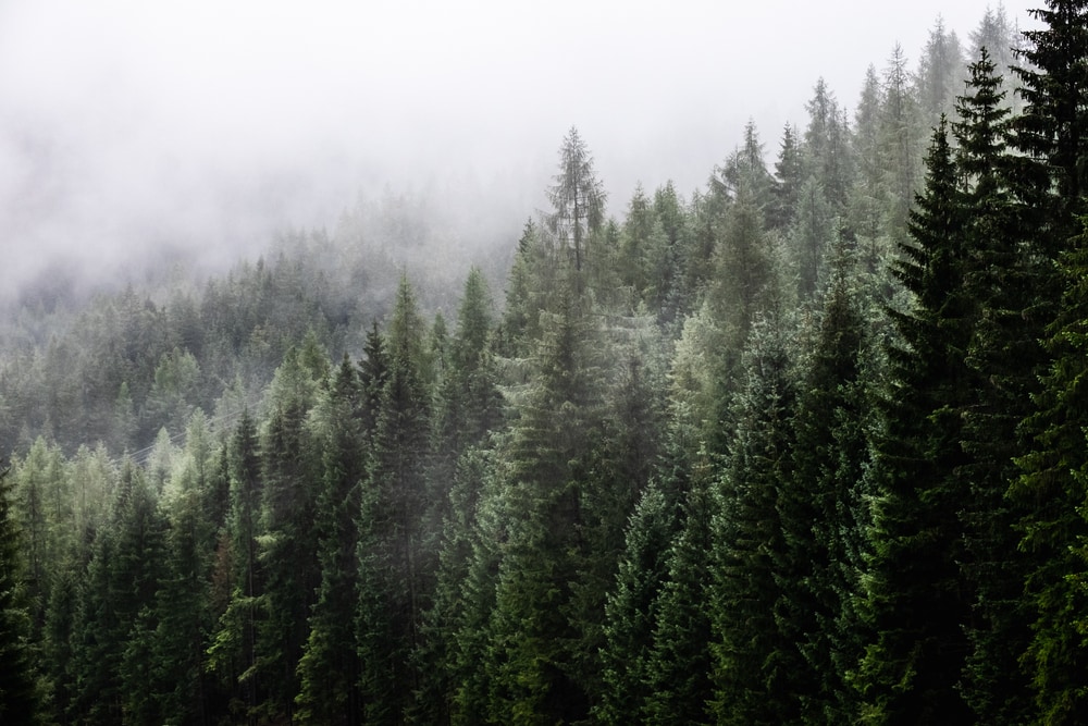 Coniferous forest with clouds on top of it
