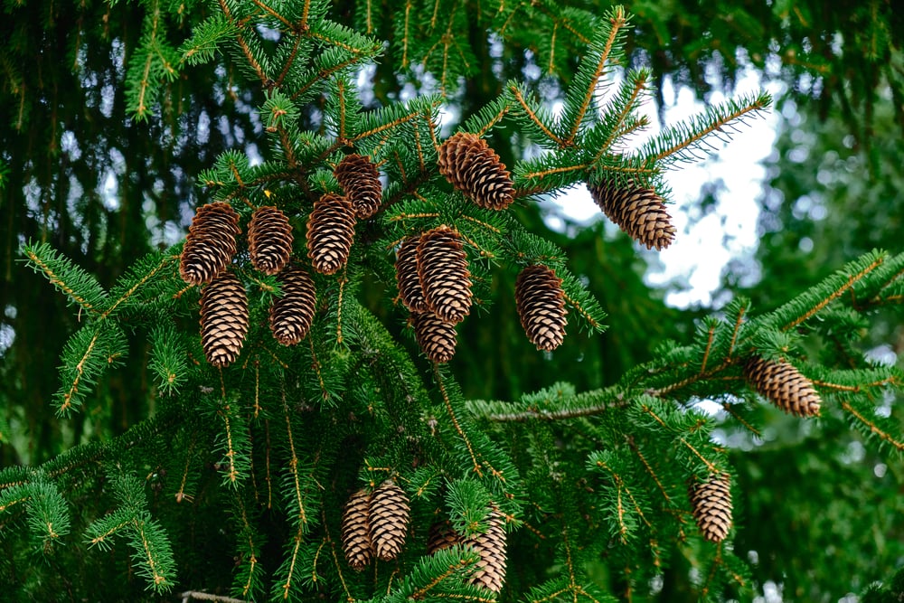 Spruce tree with its fruit on the leaf