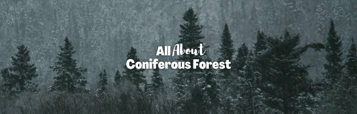 Coniferous forest featured image