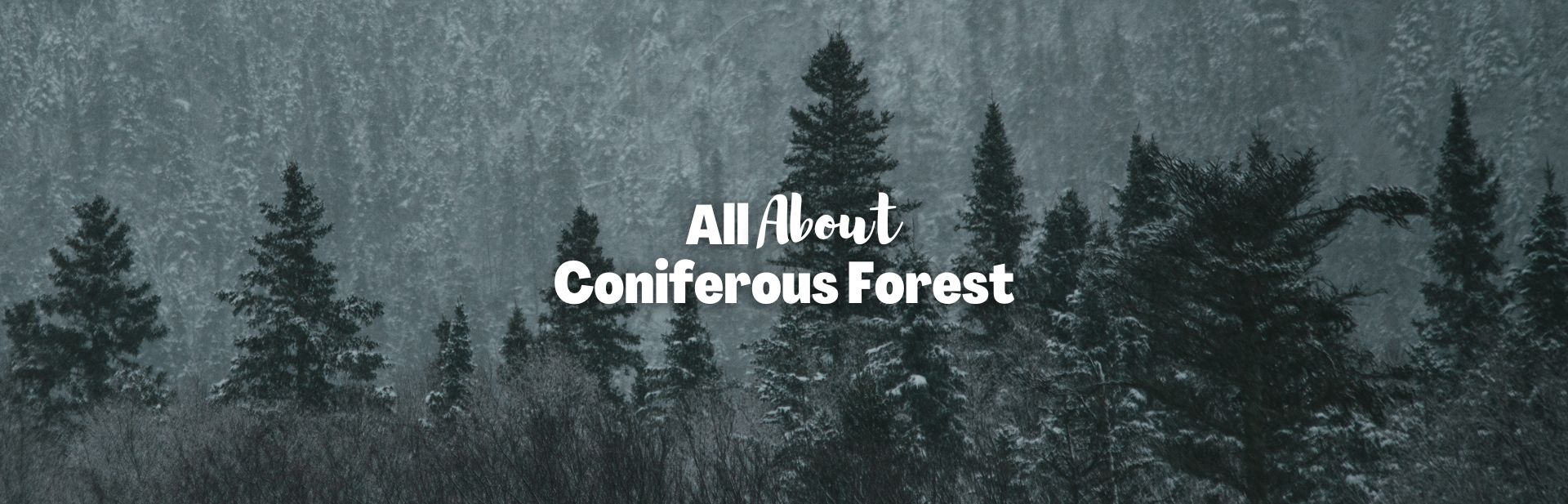 Exploring the Unique Ecosystem of Coniferous Forests